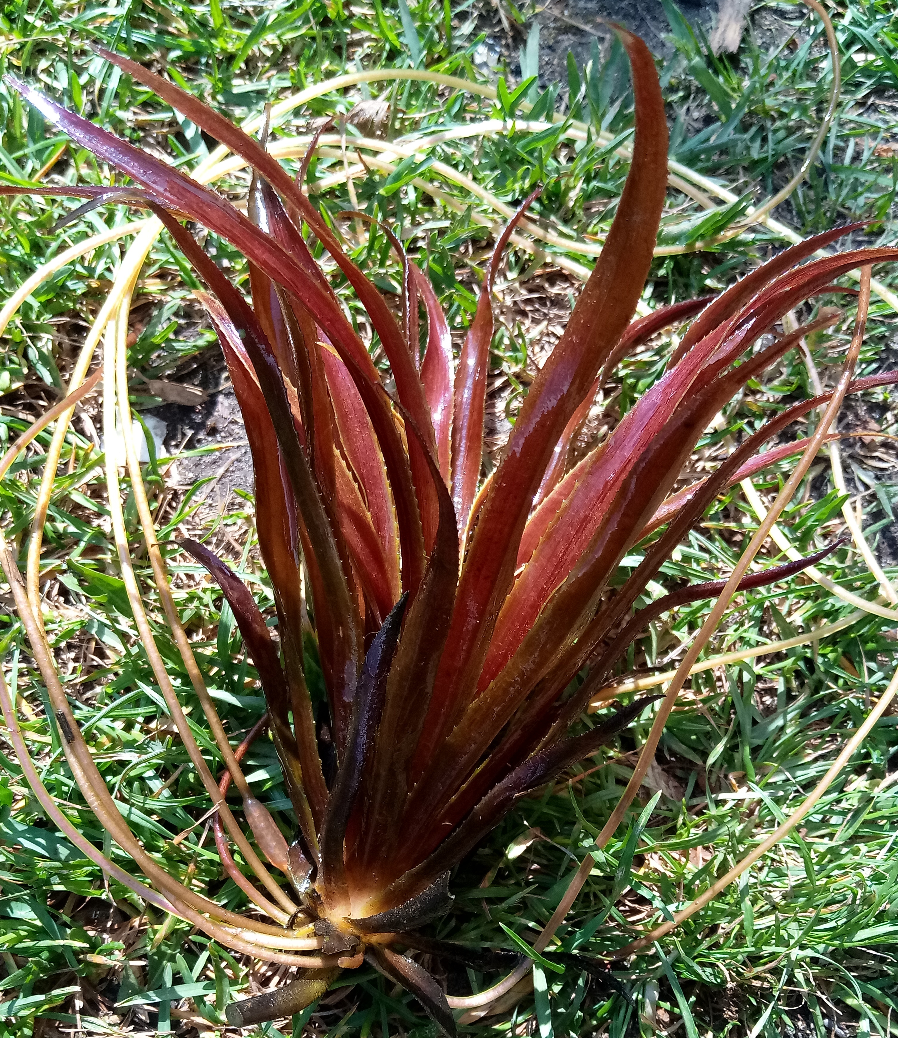 młoda sadzonka osoki aloesowatej o odcieniu brązowym na tle trawy